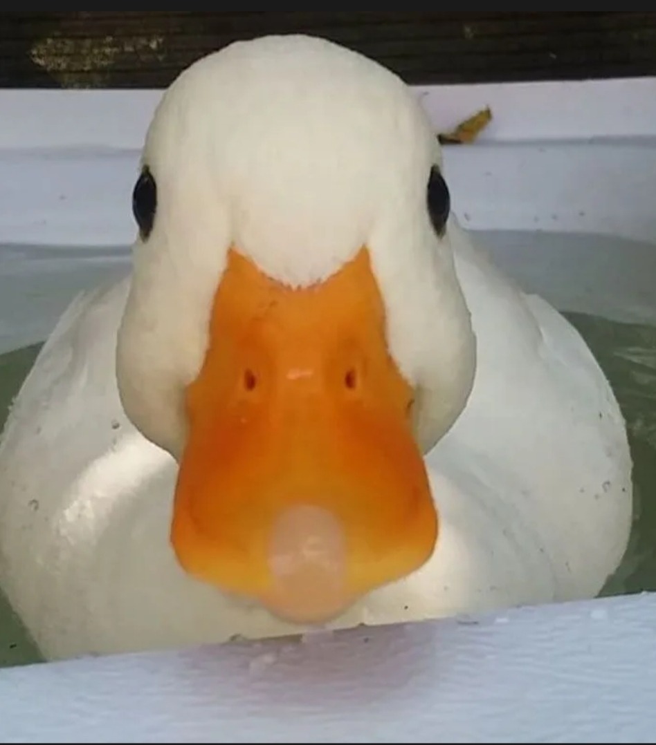 Ignace - Origlio - Tessin | Plans Cul