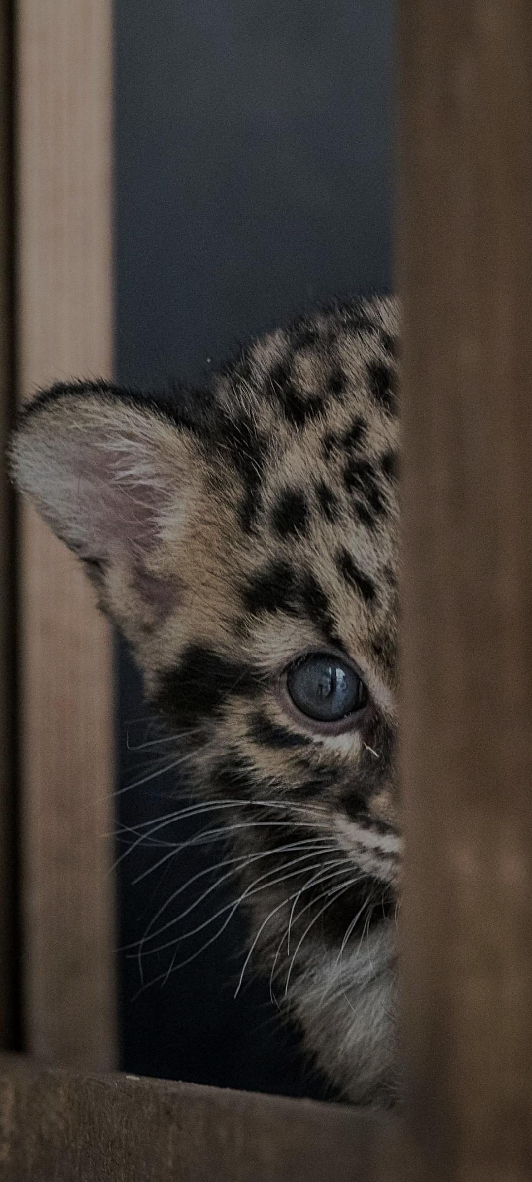 Darko - Blignou (Ayent) - Valais | Plans Cul